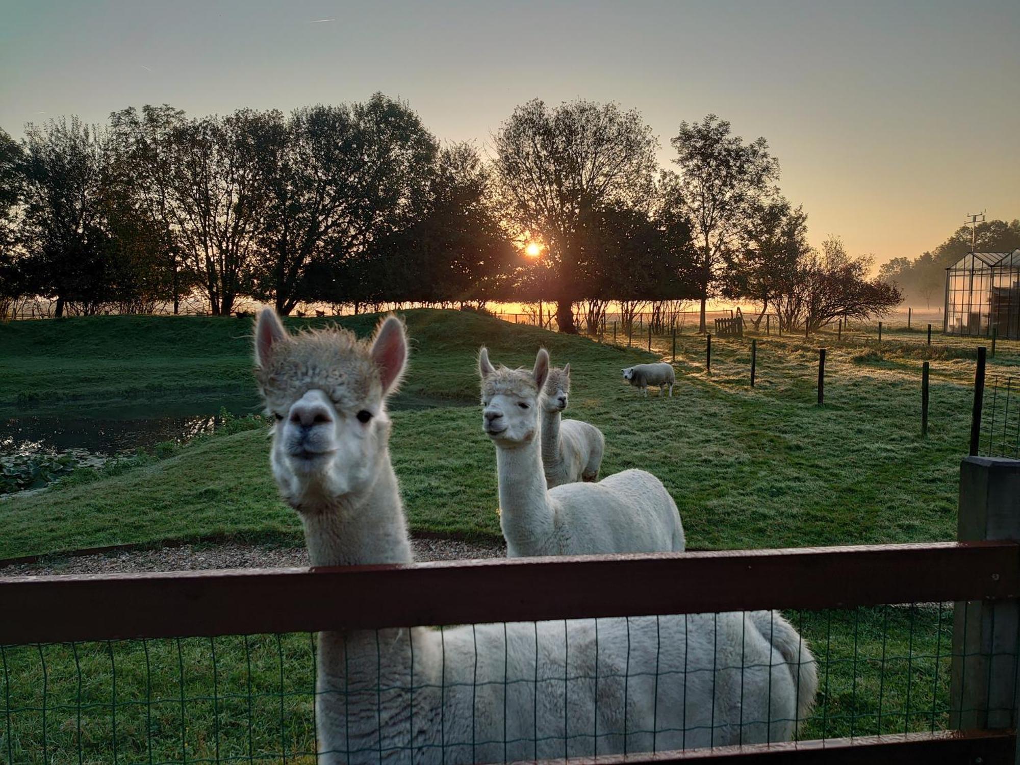Hof Van Maldegem コルトゲーネ エクステリア 写真